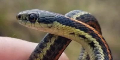 Nassau County snake
